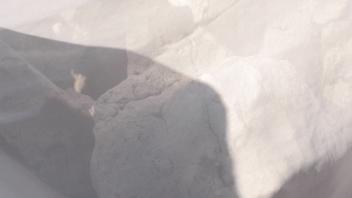 Sofía del Pedregal, Poem Reply to Sofia